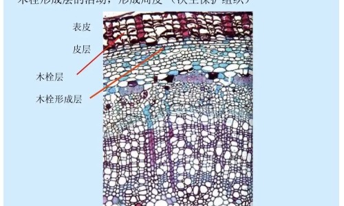 喝三七泡酒有什么功效网三七泡酒的功效与禁忌知识网站,分享喝三七的好处和功效大全