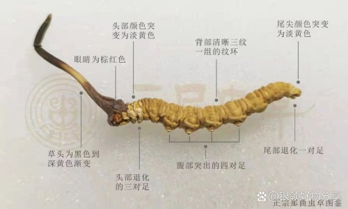 喝三七泡酒有什么功效网三七泡酒的功效与禁忌知识网站,分享喝三七的好处和功效大全
